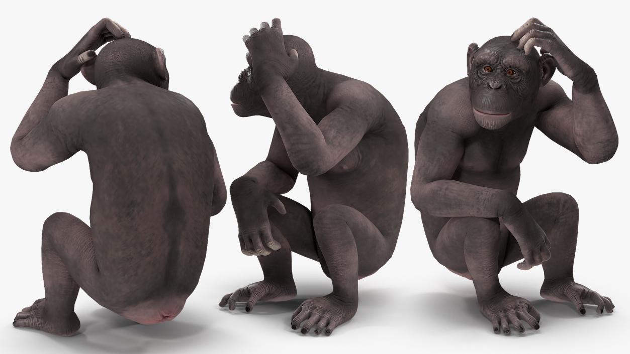 3D Dark Chimpanzee Sitting model