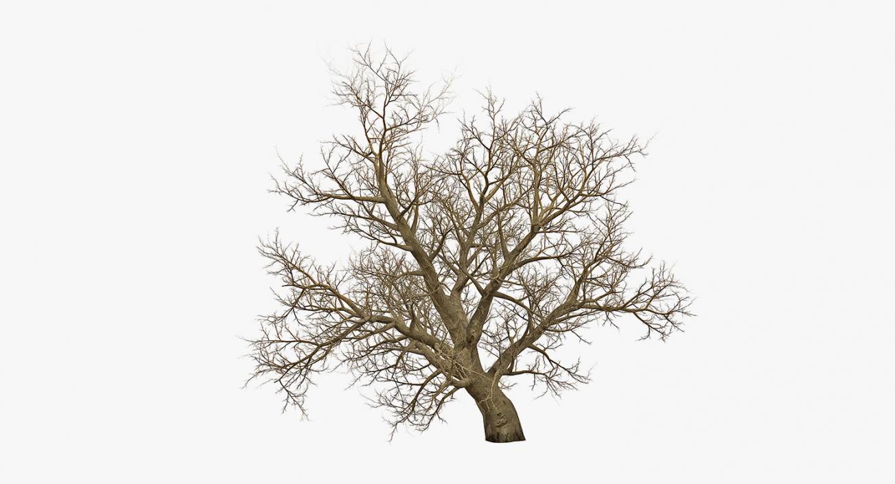 3D model Winter Trees Collection 4