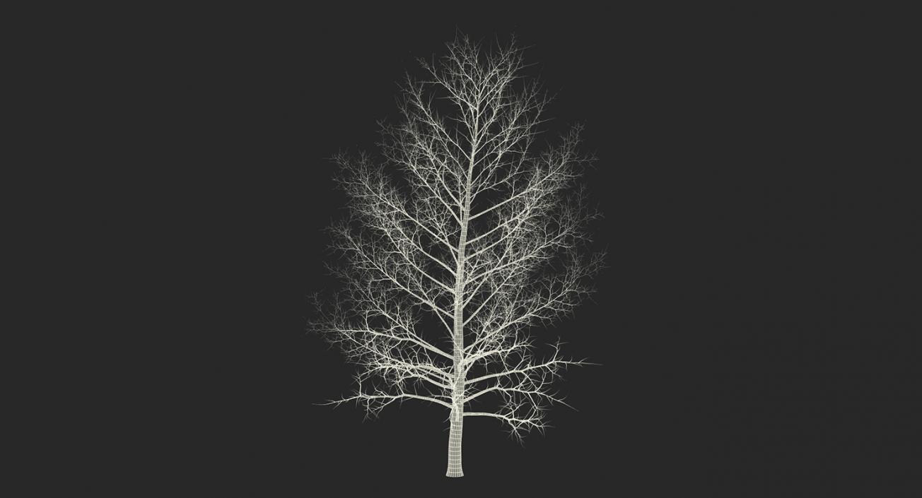 3D model Winter Trees Collection 4