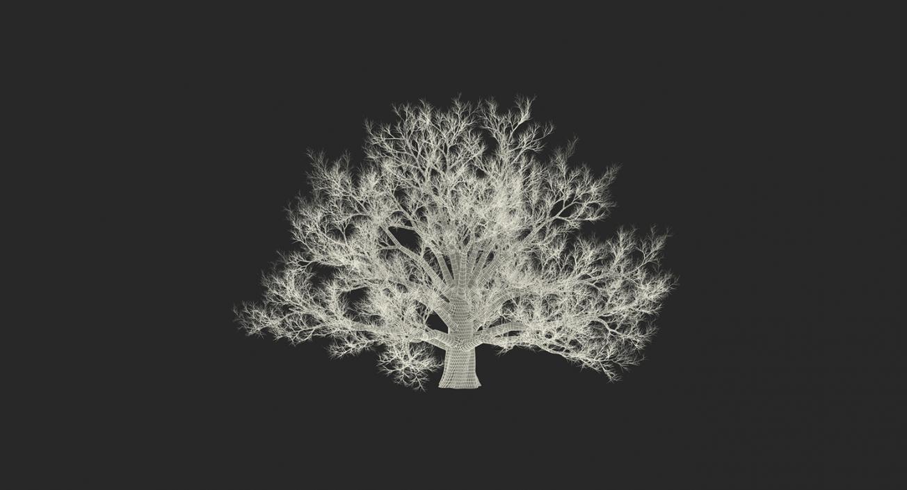 3D model Winter Trees Collection 4