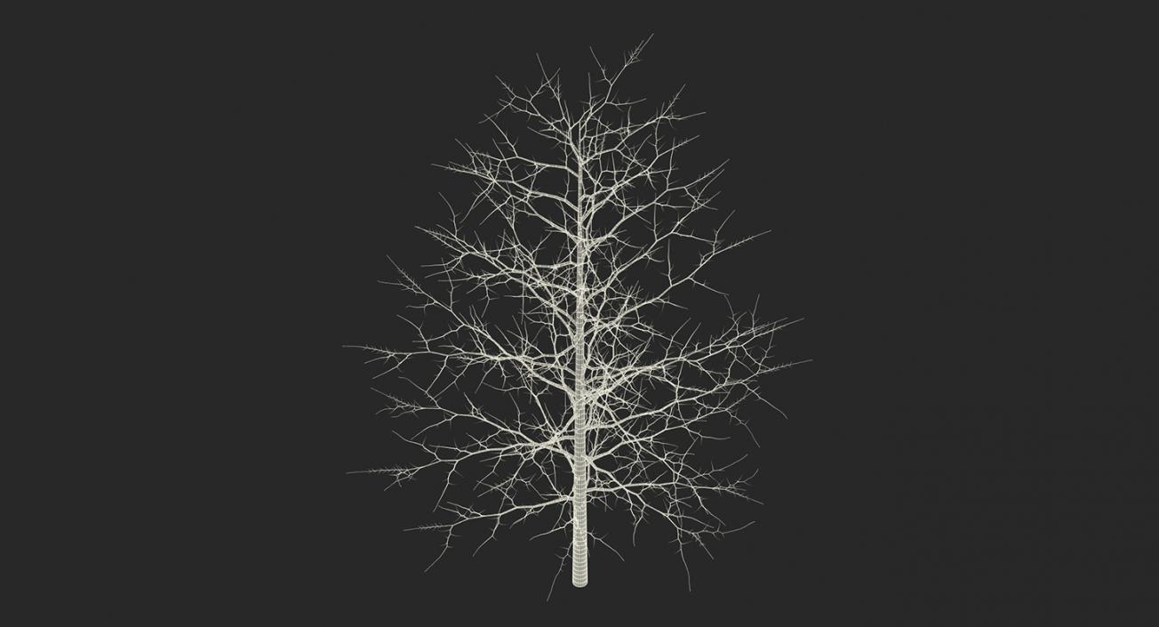 3D model Winter Trees Collection 4