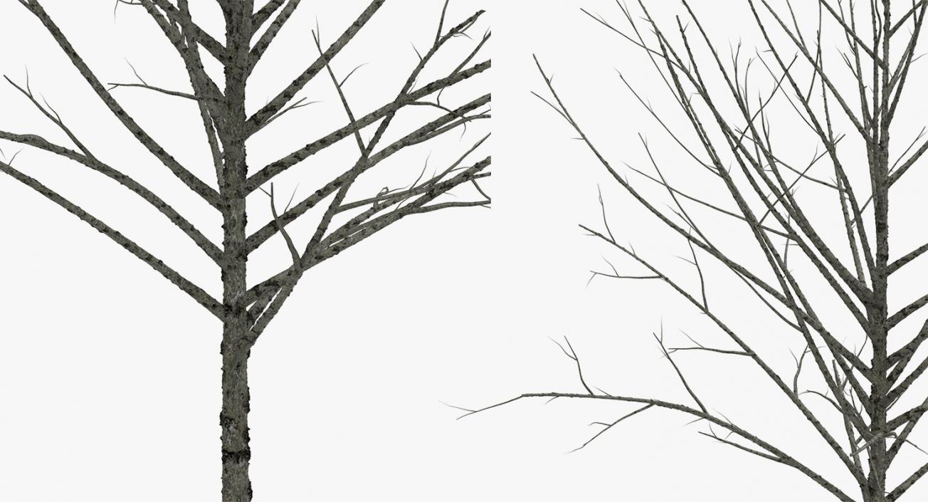 3D model Winter Trees Collection 4