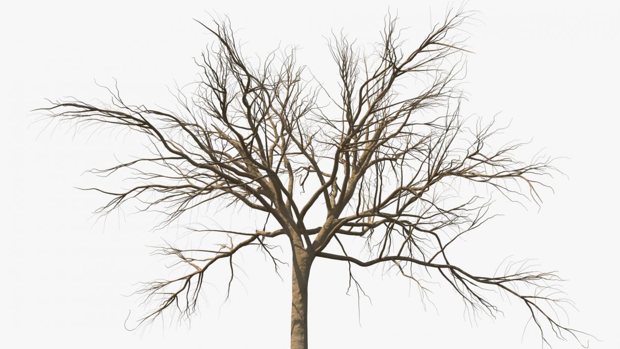 3D model Winter Trees Collection 4