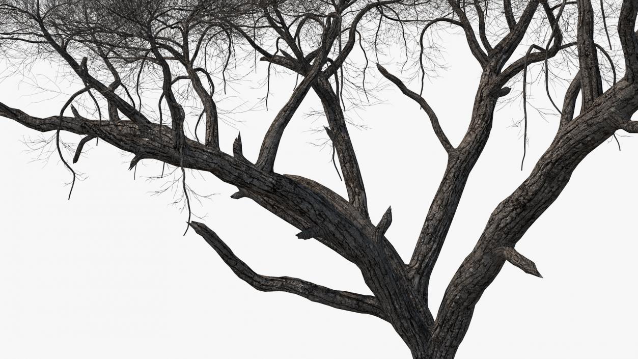 3D model Winter Trees Collection 4