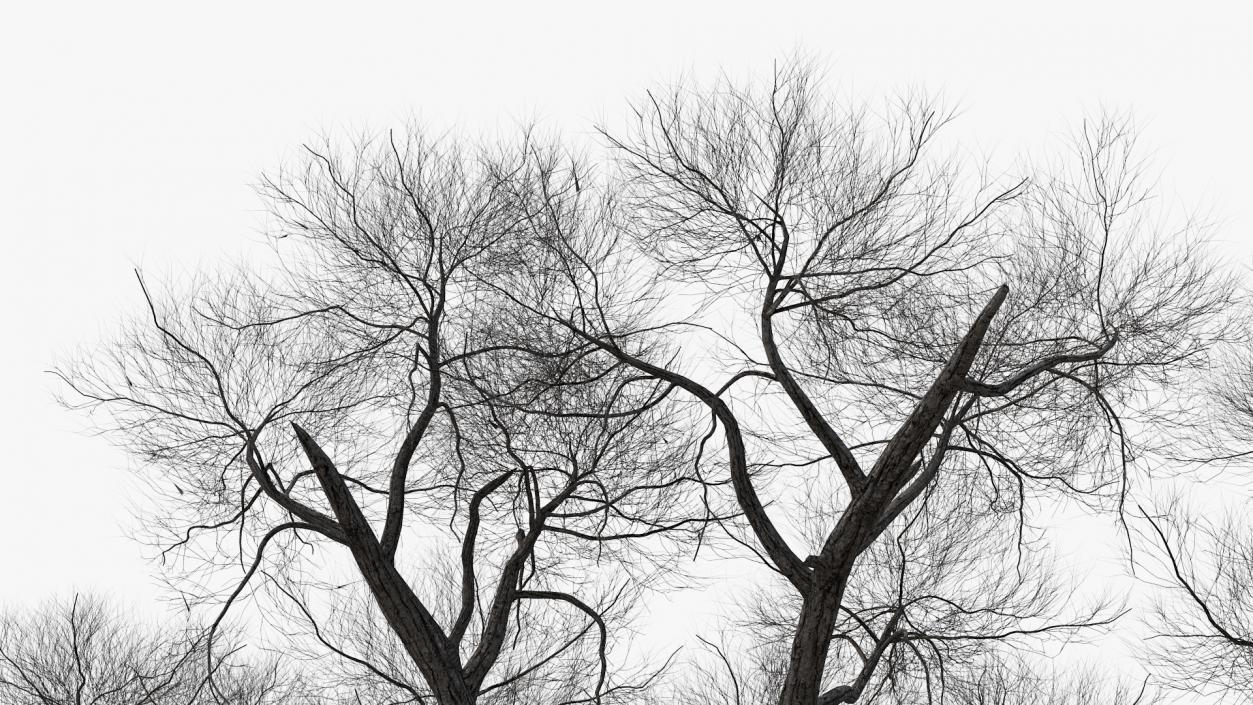 3D model Winter Trees Collection 4