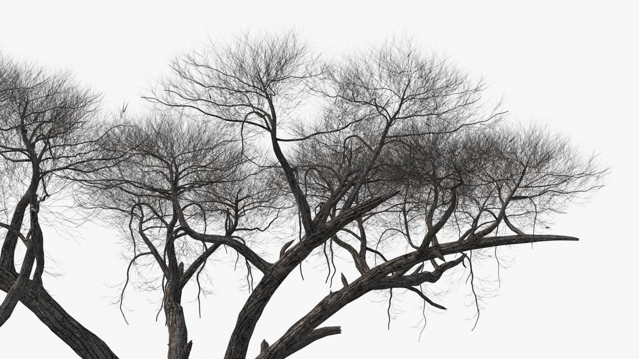 3D model Winter Trees Collection 4