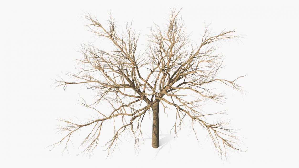 3D model Winter Trees Collection 4