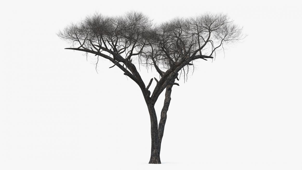 3D model Winter Trees Collection 4