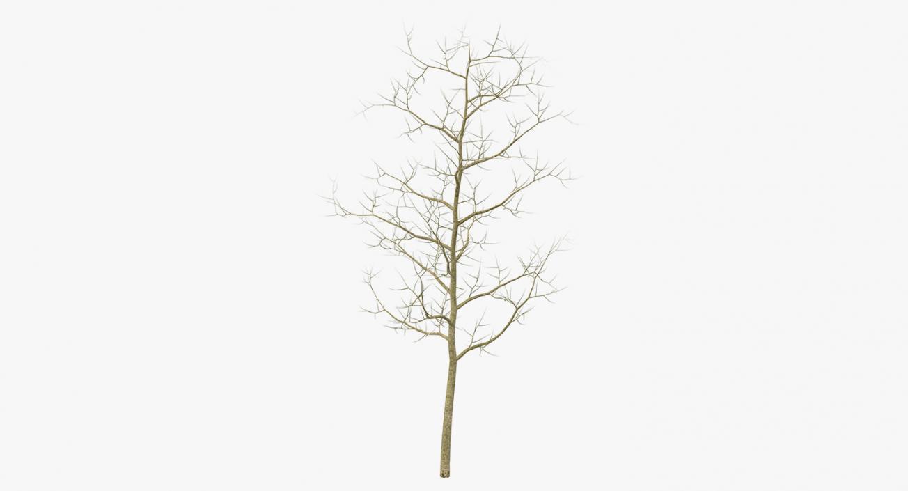 3D model Winter Trees Collection 4