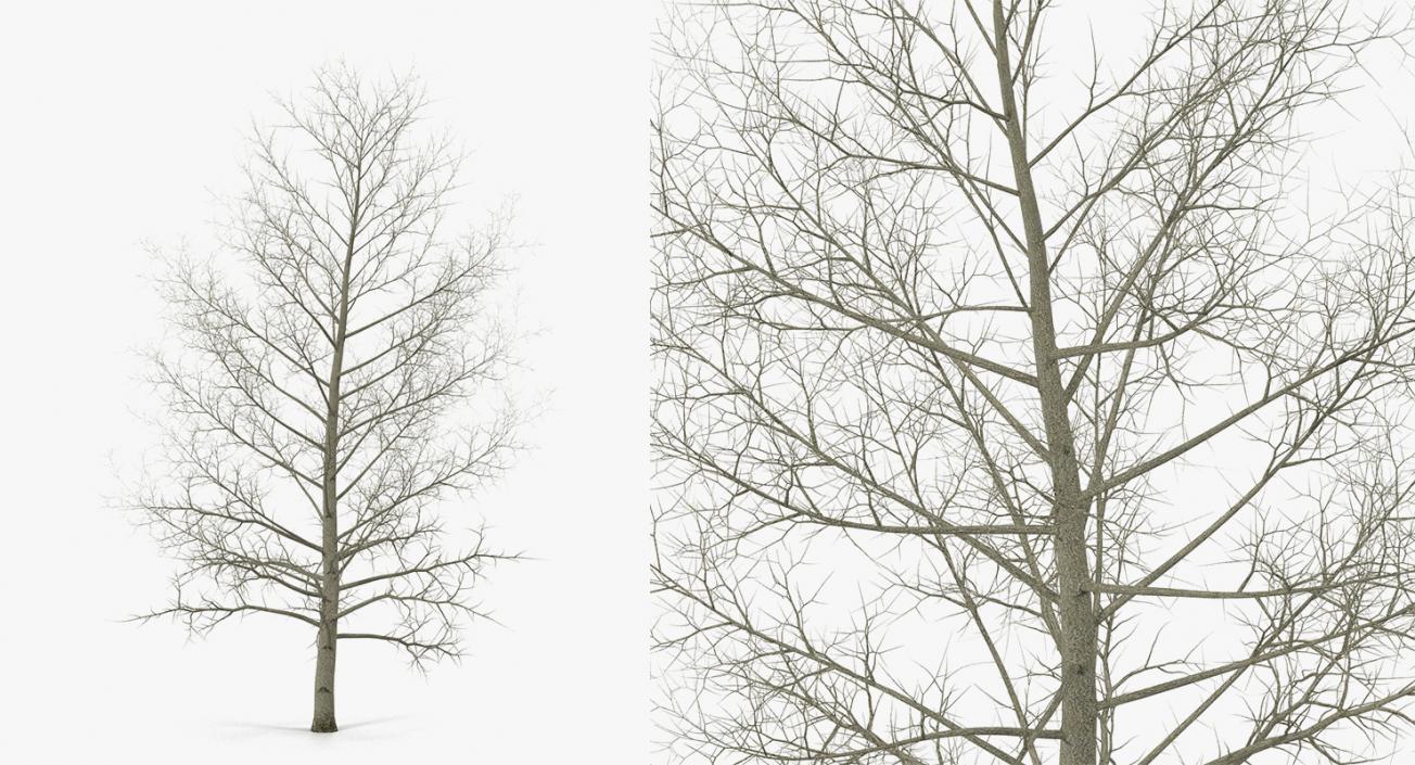 3D model Winter Trees Collection 4