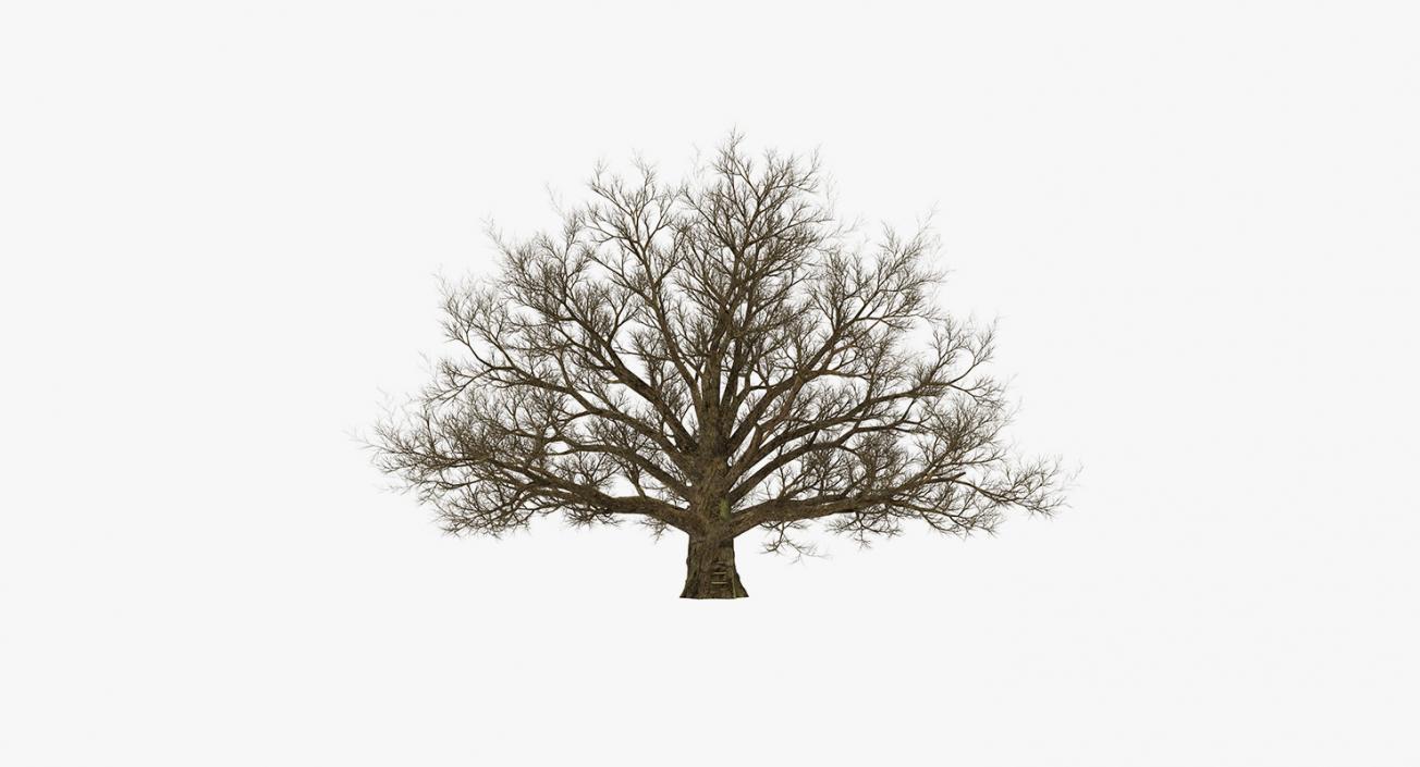 3D model Winter Trees Collection 4