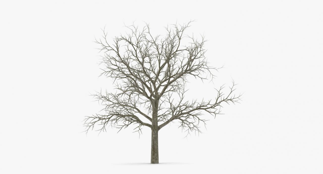 3D model Winter Trees Collection 4