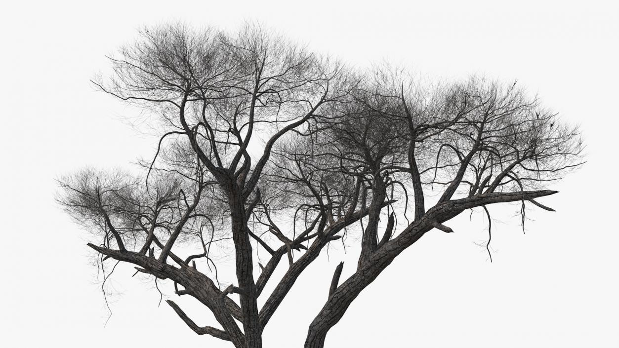 3D model Winter Trees Collection 4