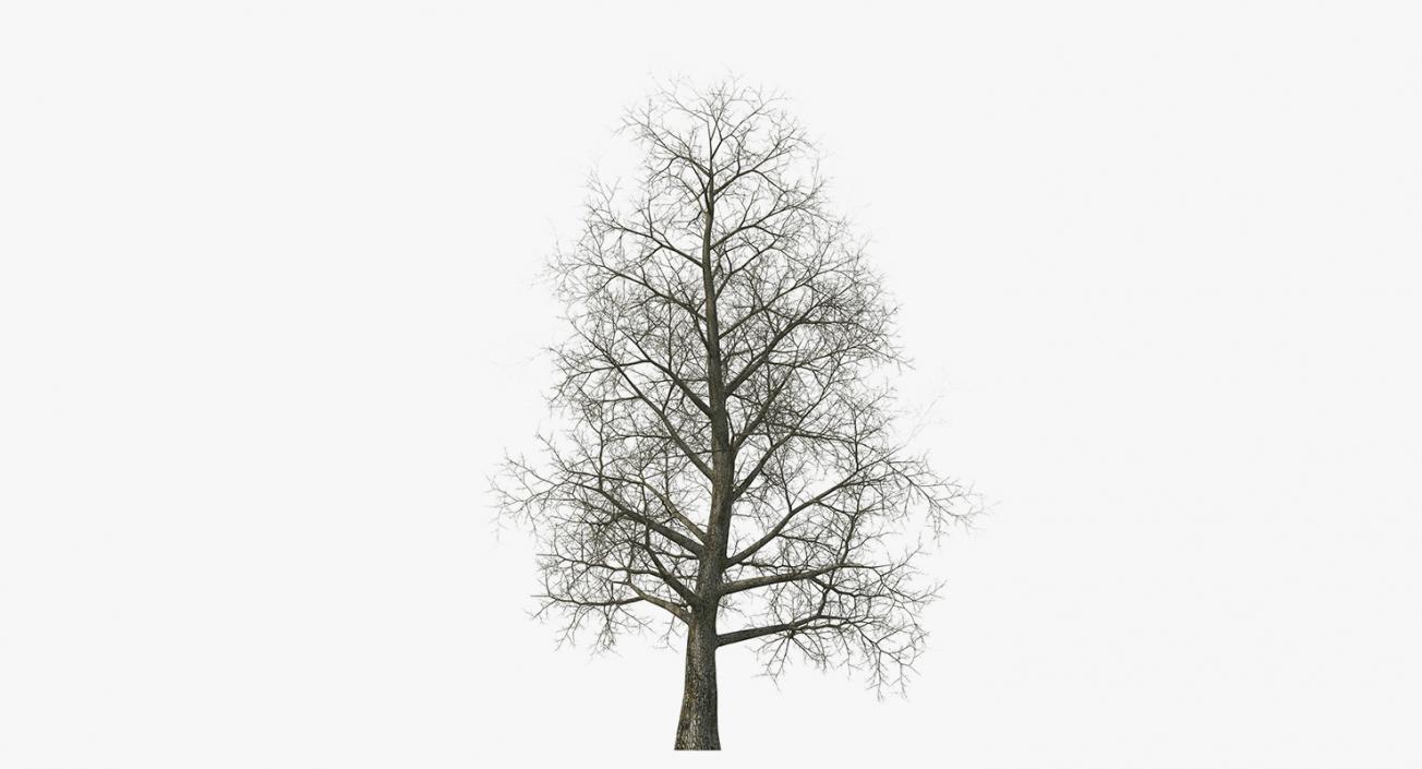 3D model Winter Trees Collection 4