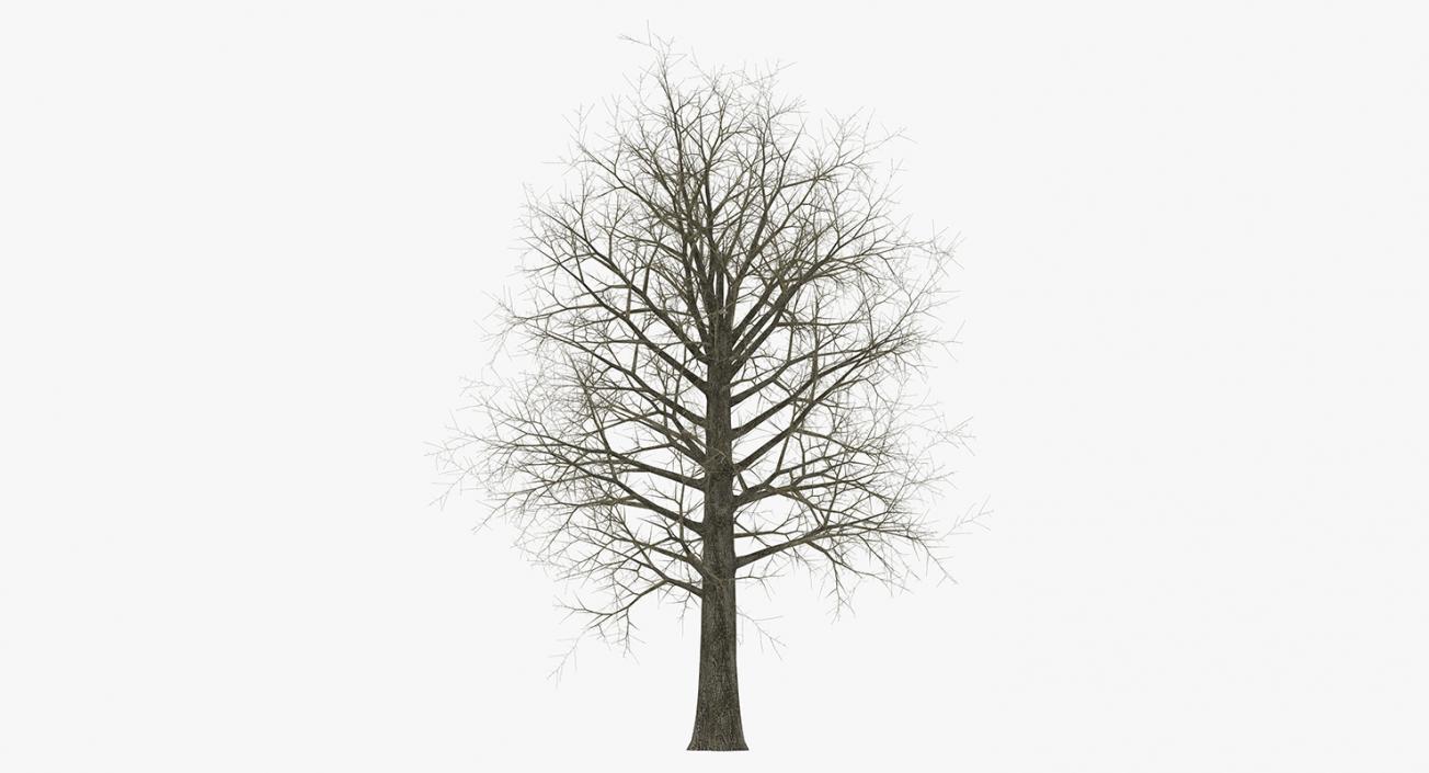 3D model Winter Trees Collection 4