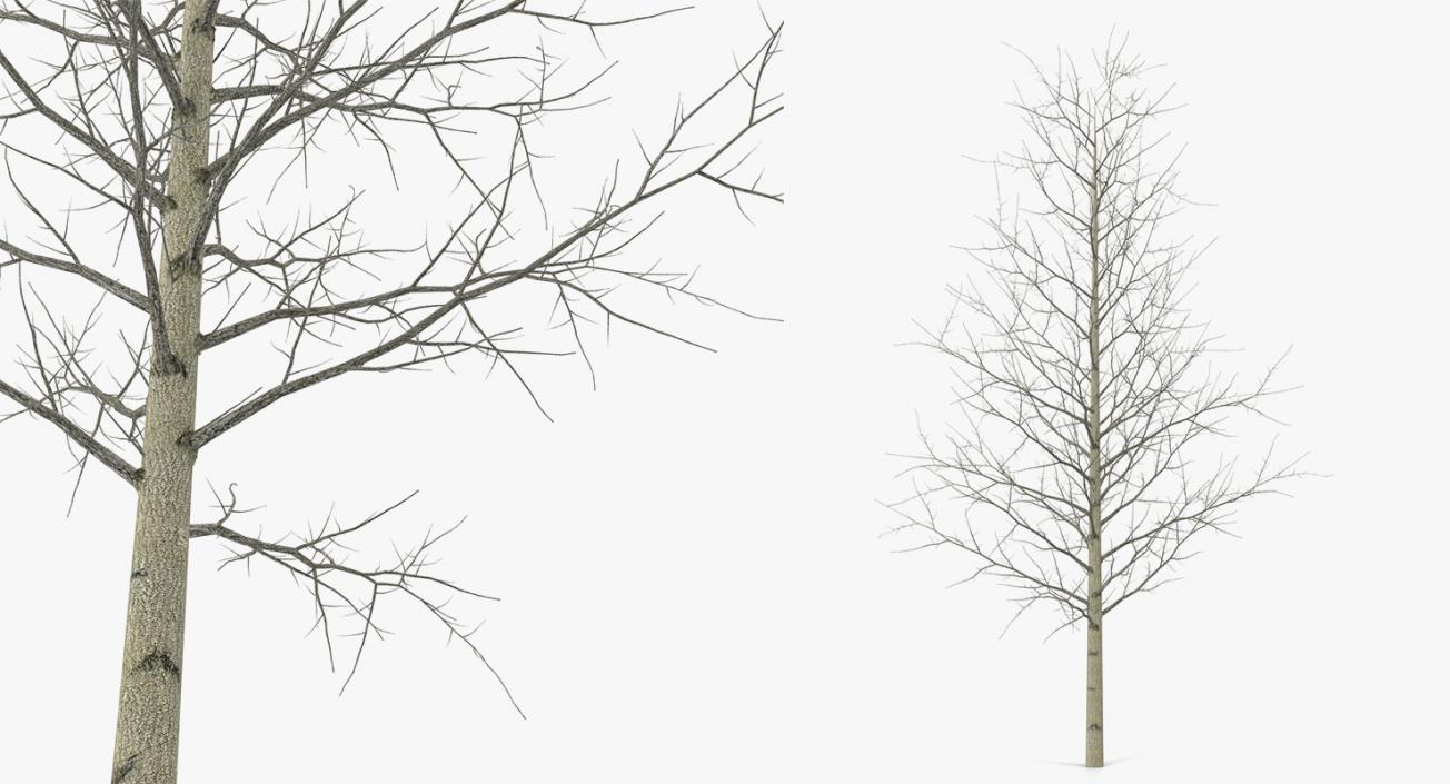 3D model Winter Trees Collection 4