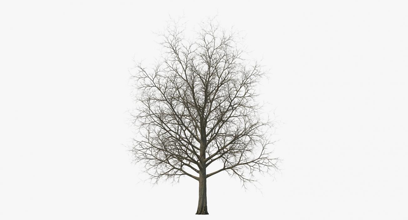 3D model Winter Trees Collection 4