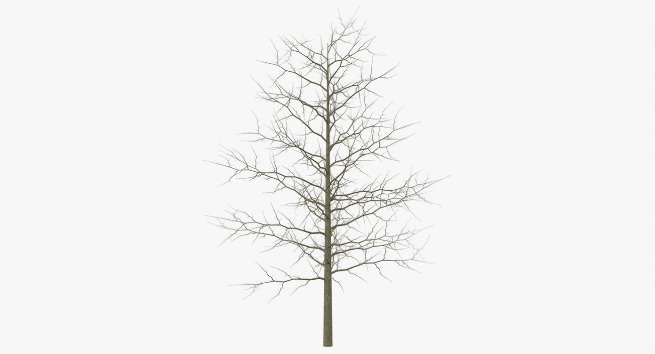 3D model Winter Trees Collection 4