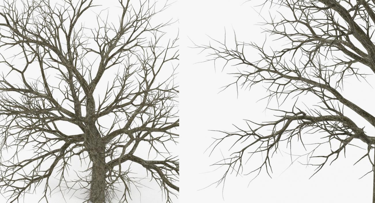 3D model Winter Trees Collection 4