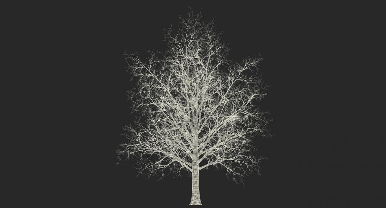 3D model Winter Trees Collection 4