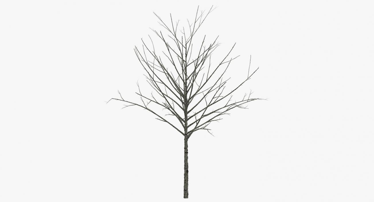 3D model Winter Trees Collection 4