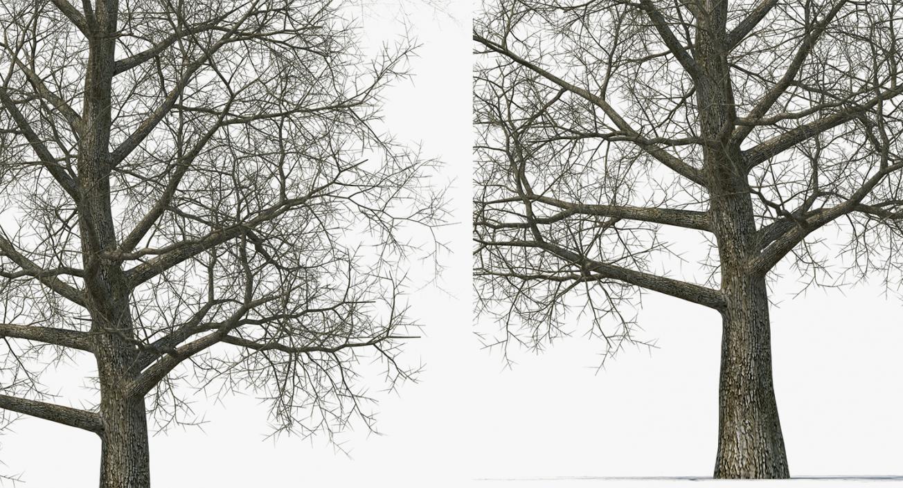 3D model Winter Trees Collection 4