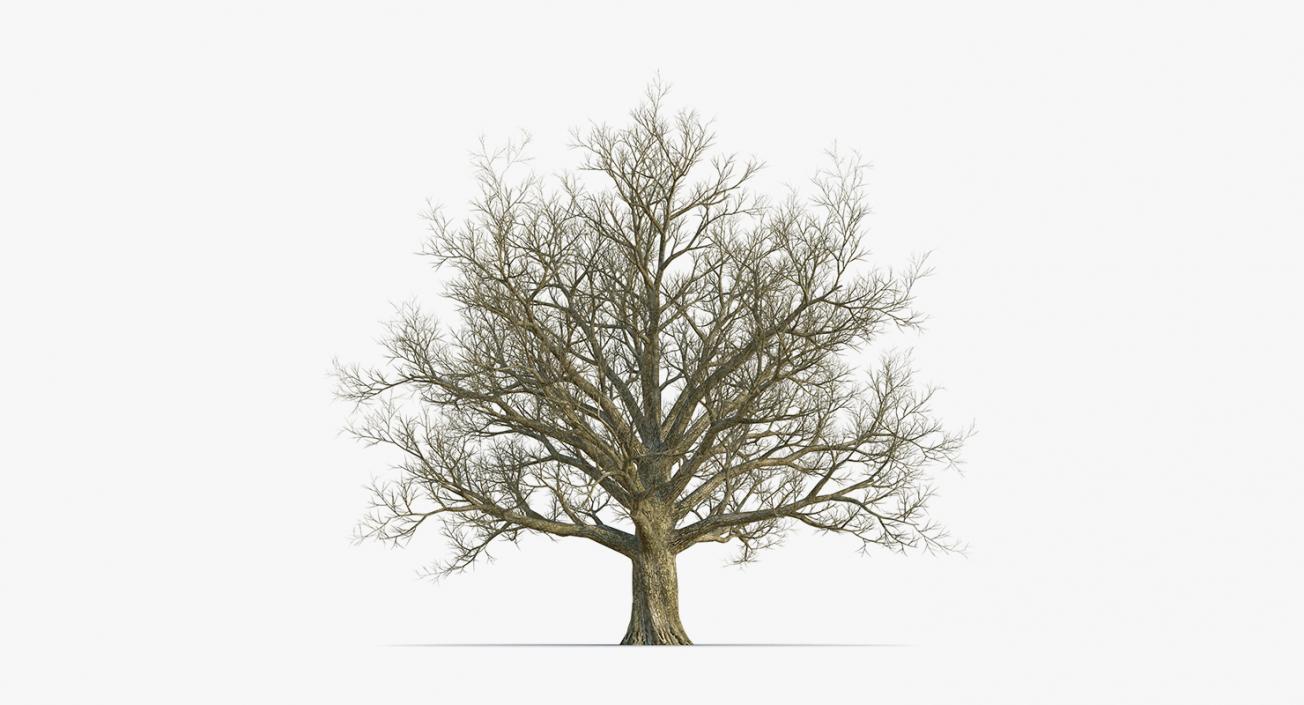 3D model Winter Trees Collection 4