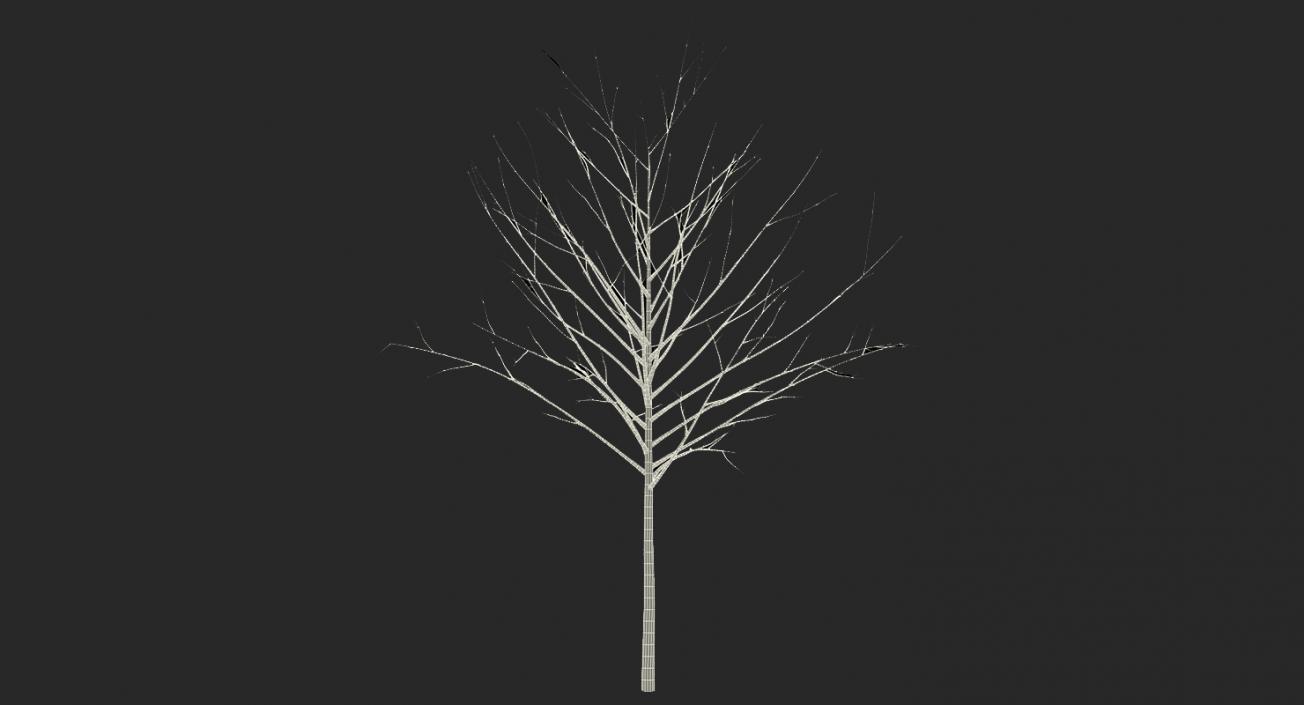 3D model Winter Trees Collection 4