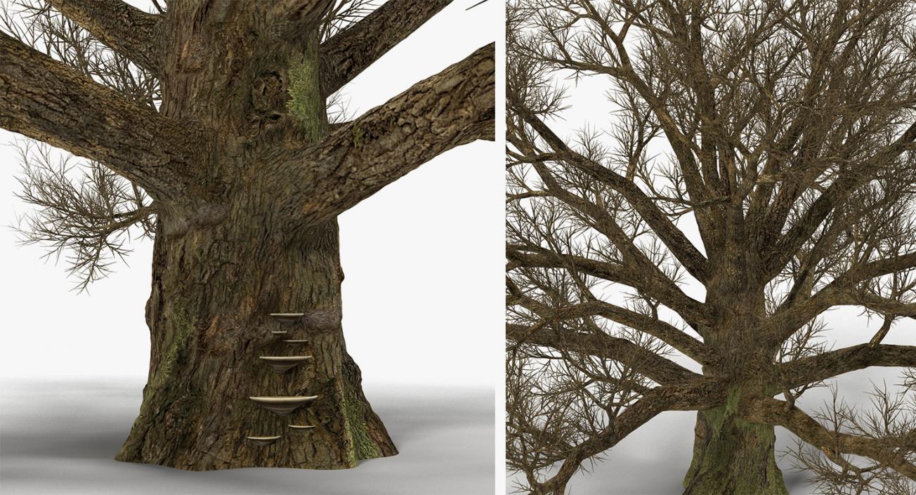 3D model Winter Trees Collection 4