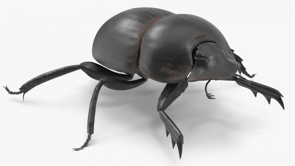 3D Mud Beetle Dirty Rigged model