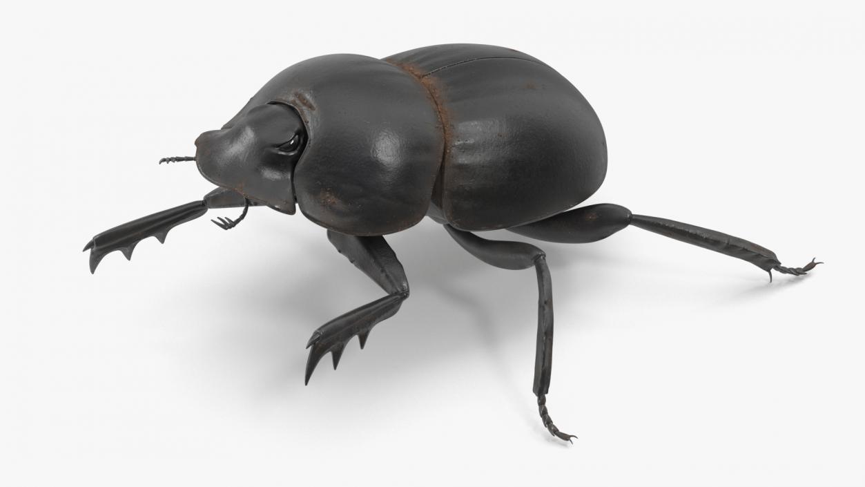 3D Mud Beetle Dirty Rigged model