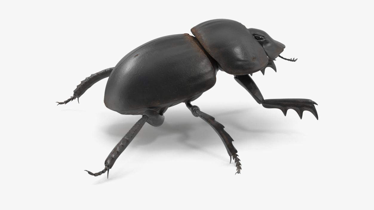 3D Mud Beetle Dirty Rigged model