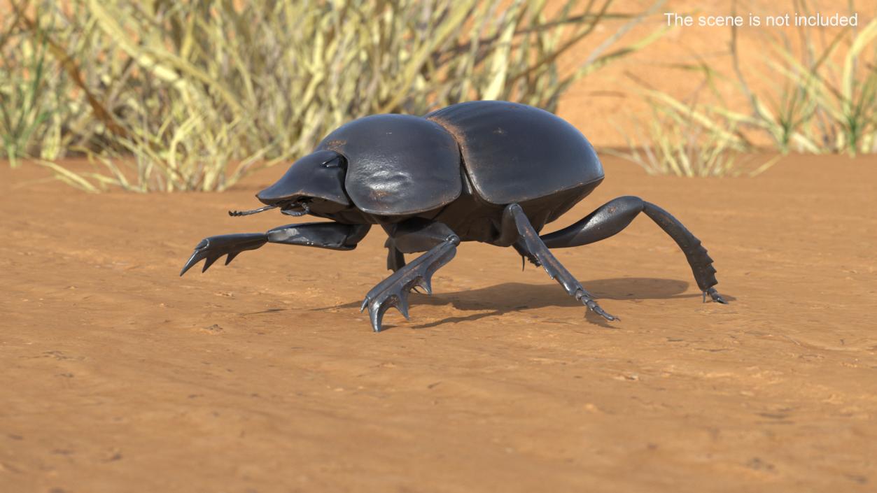 3D Mud Beetle Dirty Rigged model