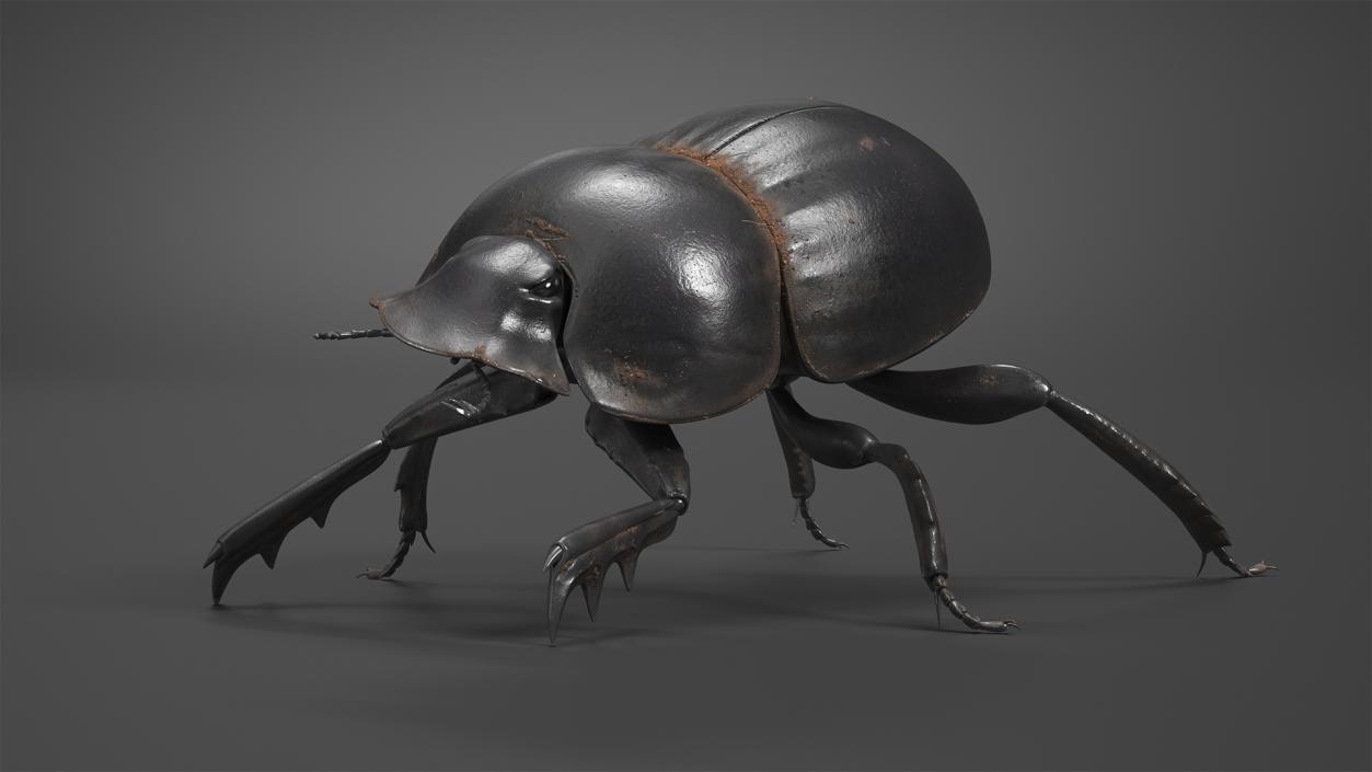 3D Mud Beetle Dirty Rigged model