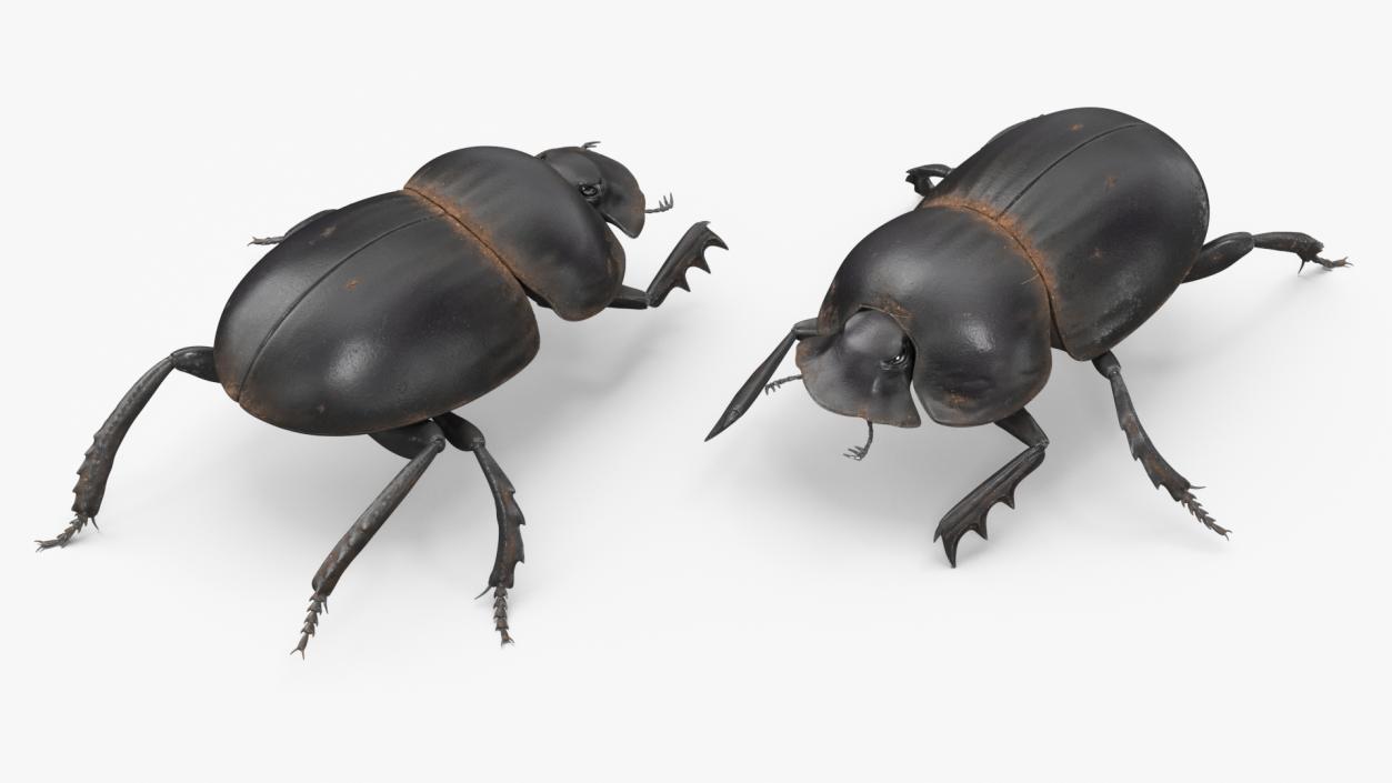 3D Mud Beetle Dirty Rigged model