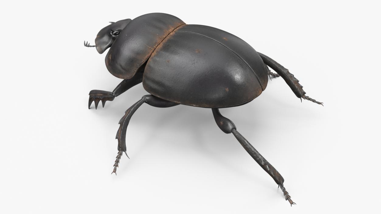 3D Mud Beetle Dirty Rigged model