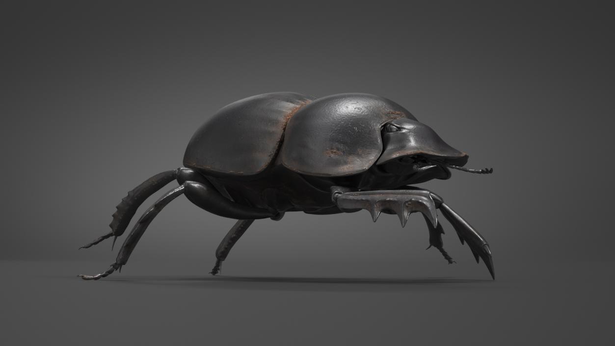 3D Mud Beetle Dirty Rigged model