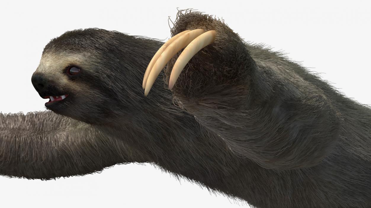 Sloth Fur 3D model