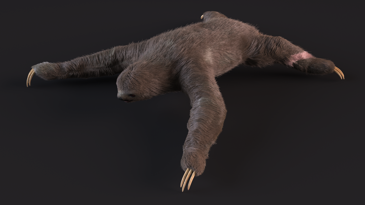 Sloth Fur 3D model