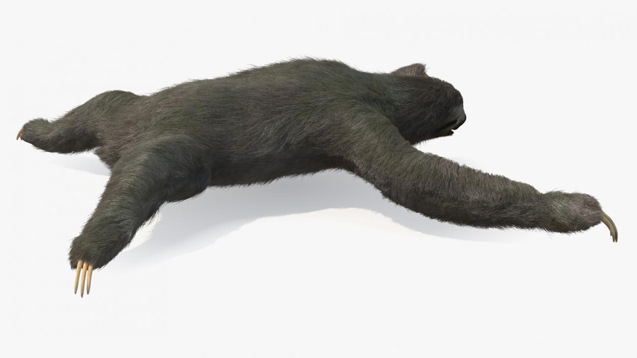 Sloth Fur 3D model