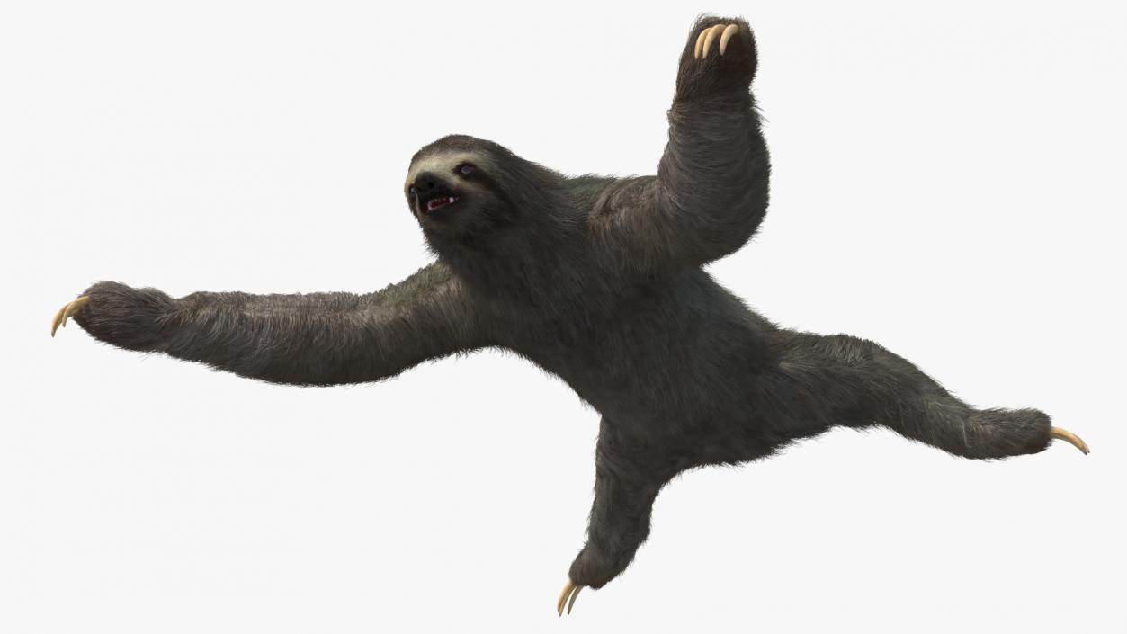 Sloth Fur 3D model