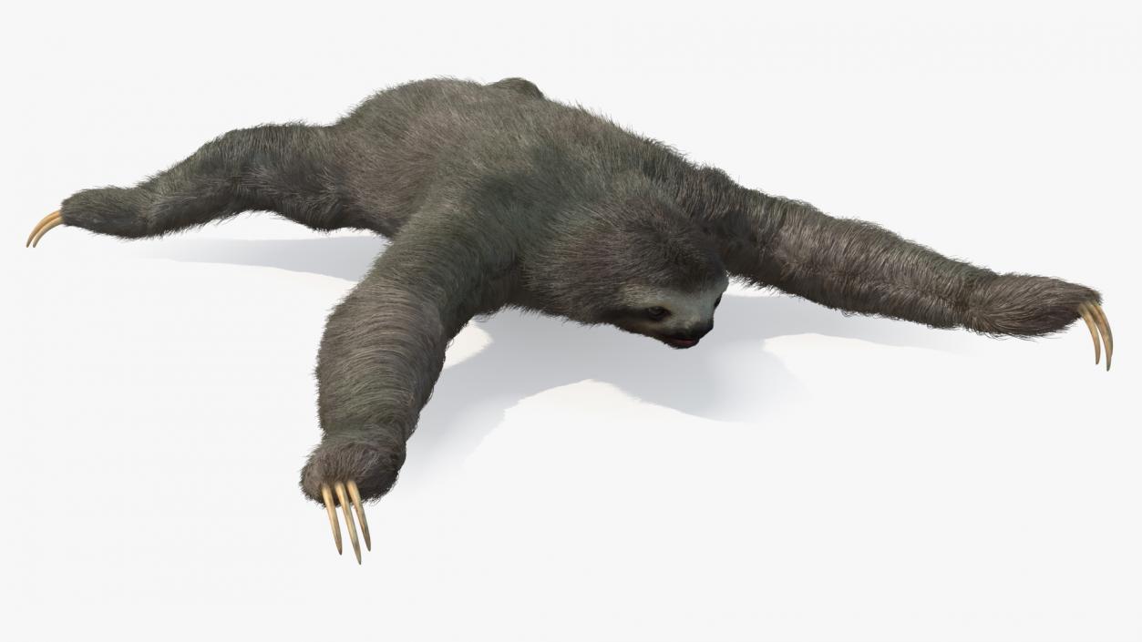 Sloth Fur 3D model