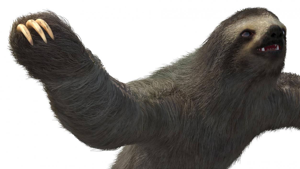 Sloth Fur 3D model