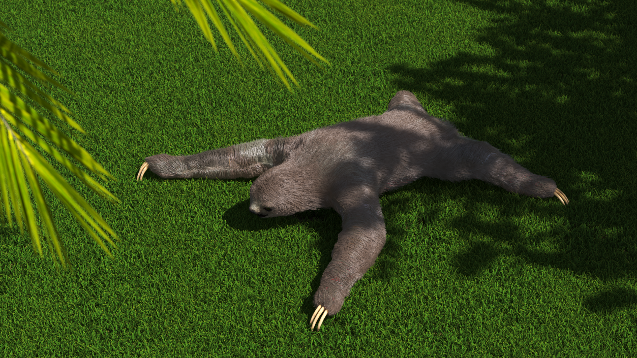 Sloth Fur 3D model