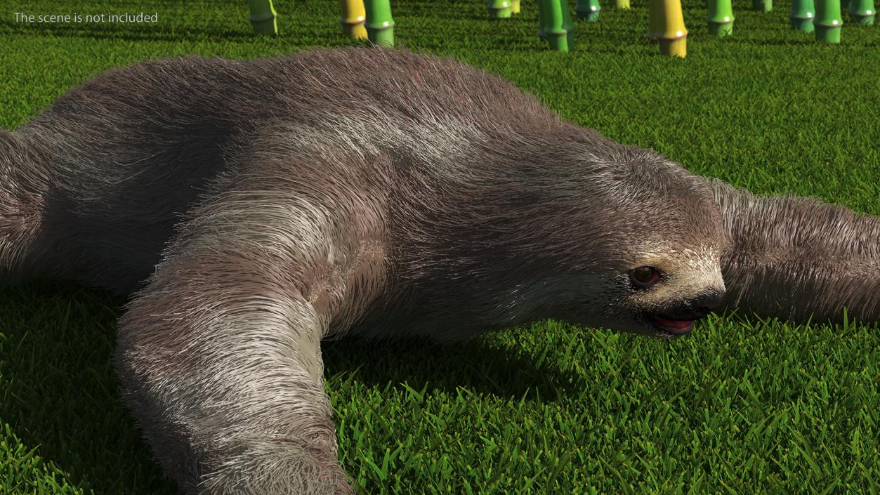 Sloth Fur 3D model