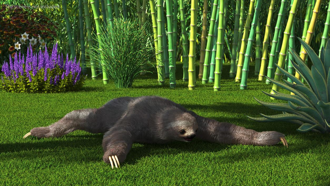 Sloth Fur 3D model