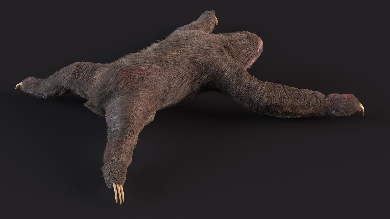 Sloth Fur 3D model