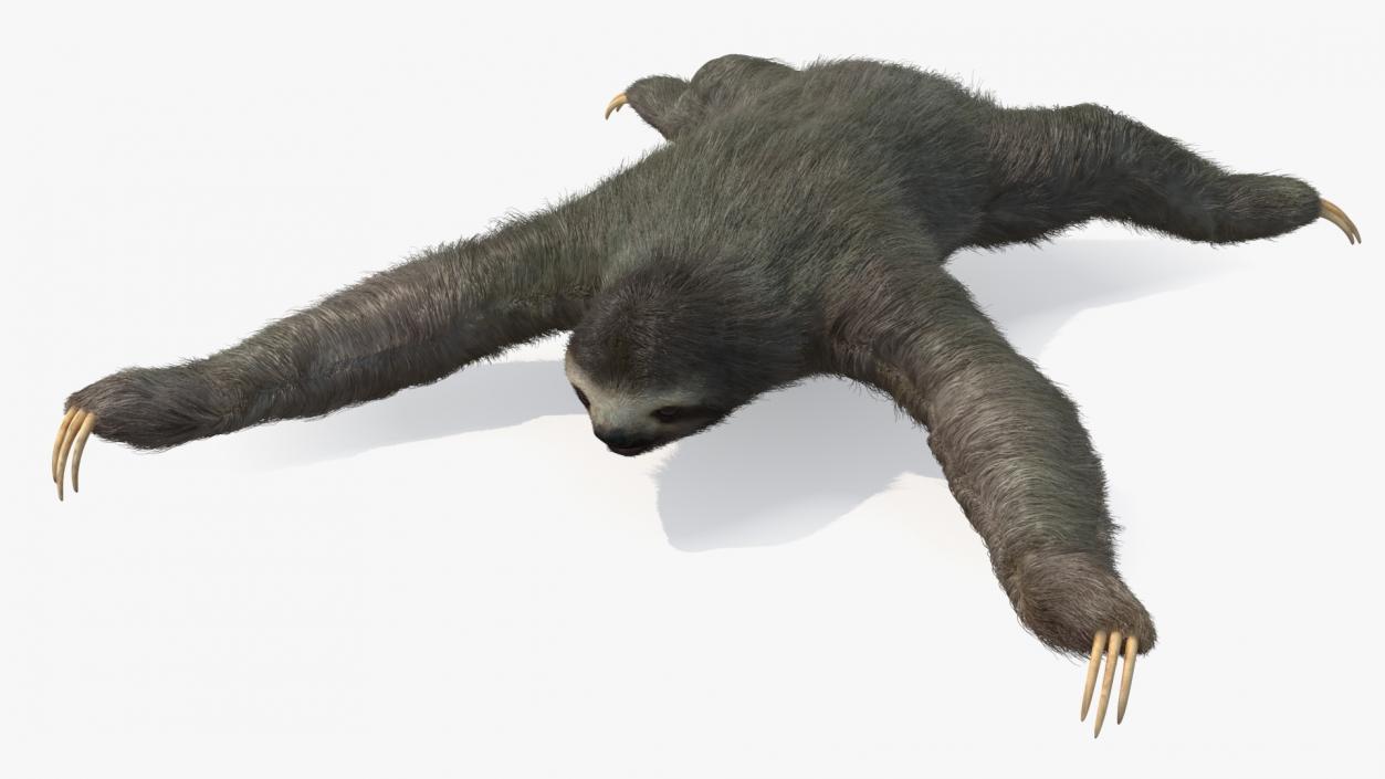 Sloth Fur 3D model