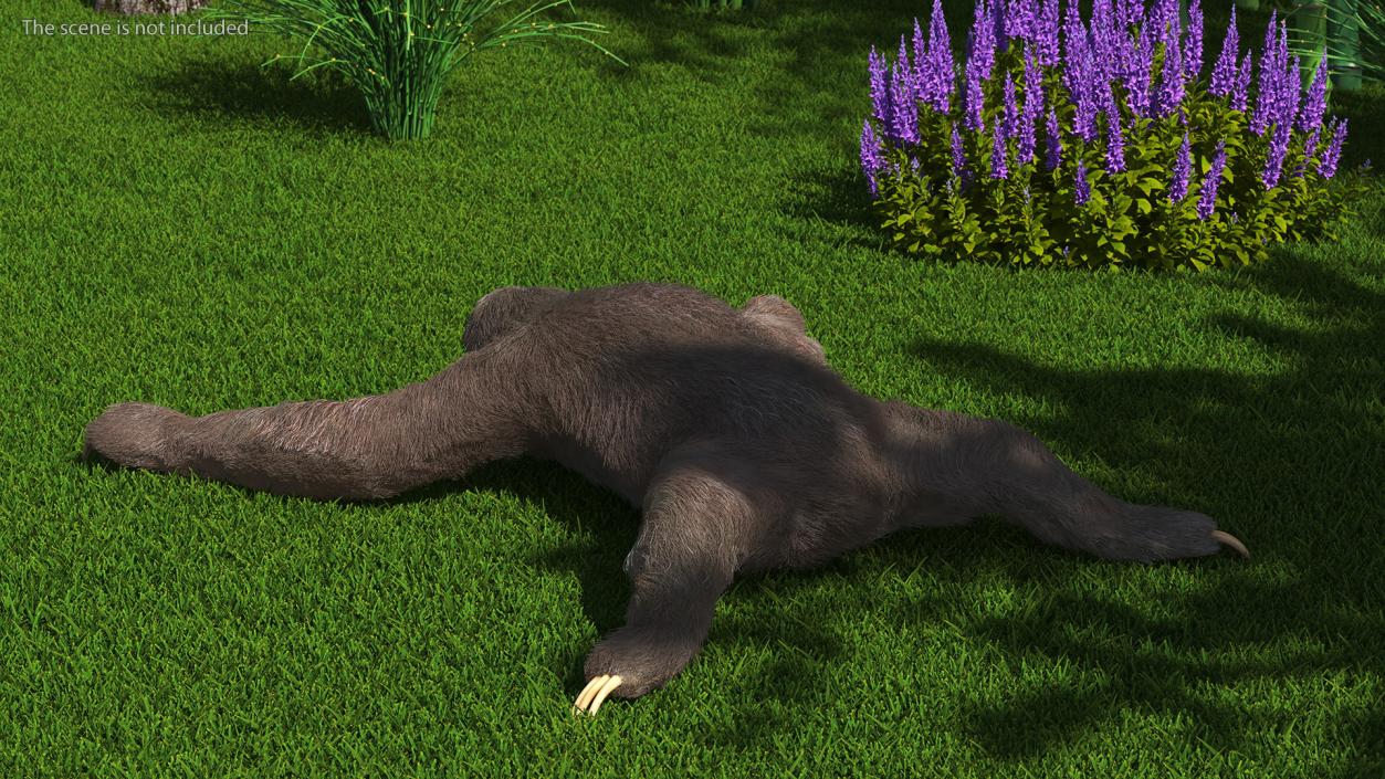 Sloth Fur 3D model