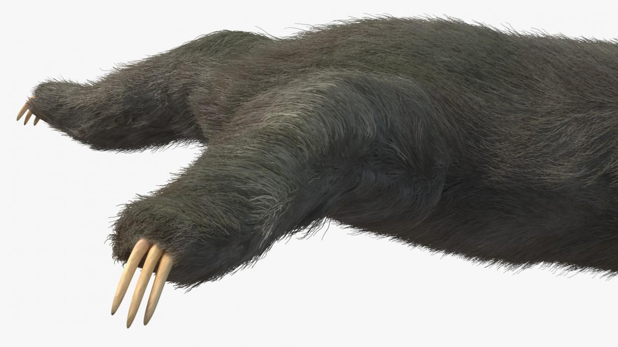 Sloth Fur 3D model